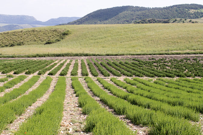 aromi naturali siciliani