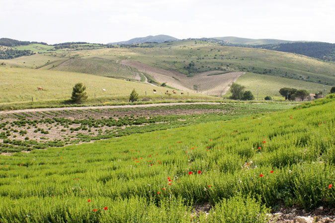 aromi naturali siciliani