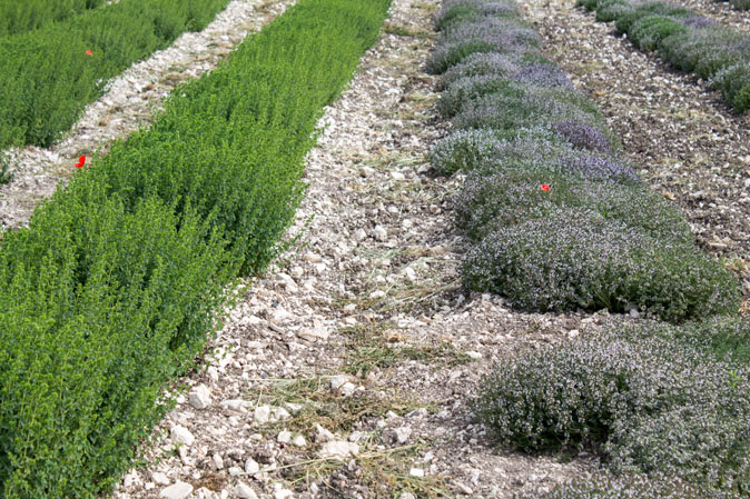 aromi naturali siciliani