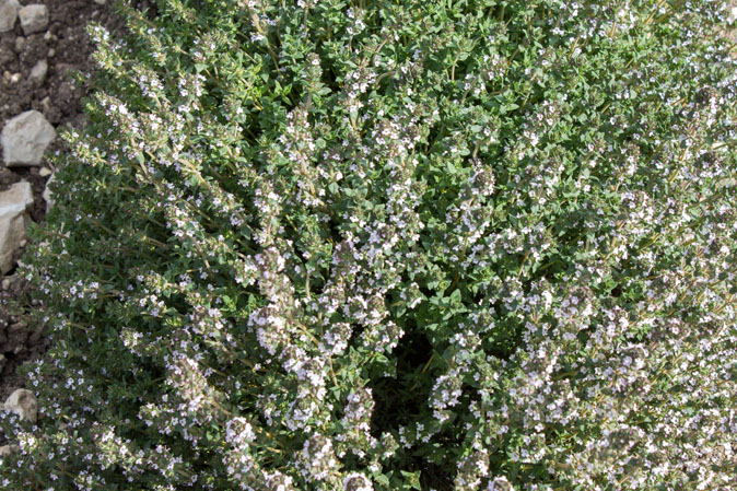 aromi naturali siciliani