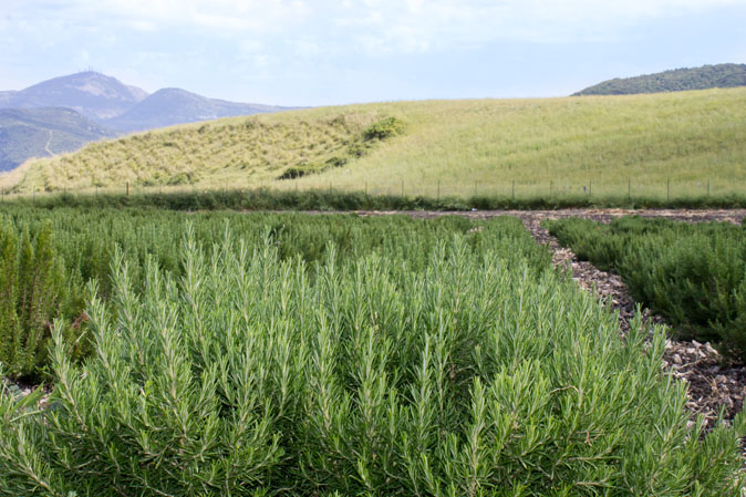 aromi naturali siciliani