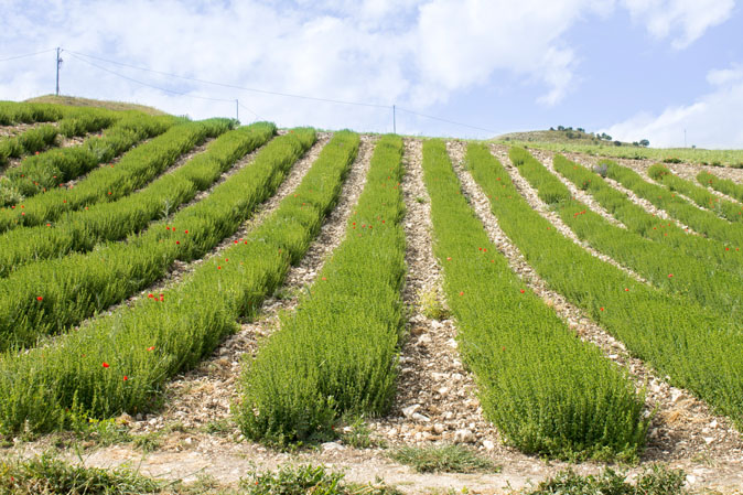 aromi naturali siciliani