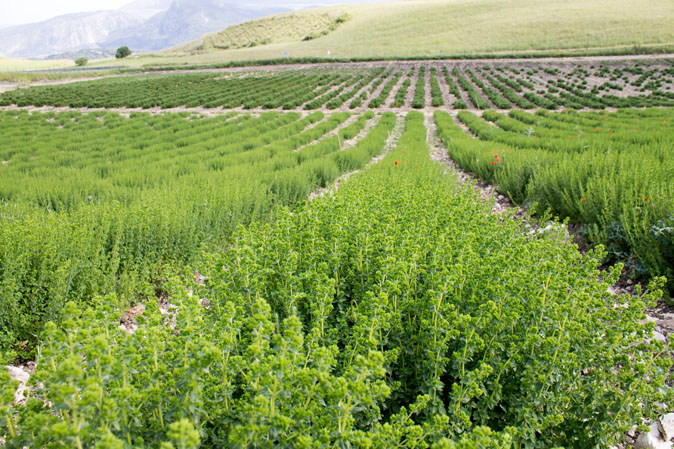 aromi naturali siciliani